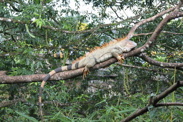Wild Green Iguana, Costa Rica