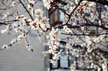 Beautiful white apricot blossom.Flowering apricot tree.Fresh spring background on nature outdoors.Soft focus image of blossoming flowers in spring time.For easter and spring greeting cards,banners