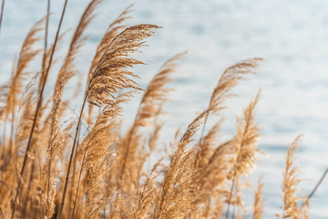 Fototapeta premium Selective soft focus of beach dry grass.