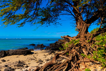 Huge Kiawe Tree (Prosopis pallida) Growing on The Ala Kahakai Trail Along the Shoreline of...