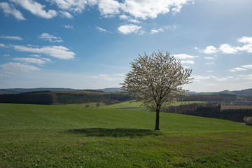Baum in weisser Blüte allein auf Feld im Sauerland