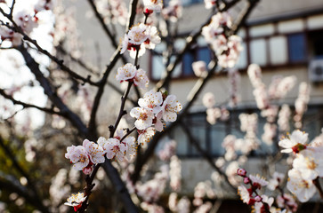 Beautiful white apricot blossom.Flowering apricot tree.Fresh spring background on nature outdoors.Soft focus image of blossoming flowers in spring time.For easter and spring greeting cards,banners