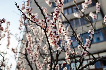 Beautiful white apricot blossom.Flowering apricot tree.Fresh spring background on nature outdoors.Soft focus image of blossoming flowers in spring time.For easter and spring greeting cards,banners