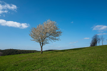 Fototapeta na wymiar Baum in weisser Blüte allein auf Feld im Sauerland