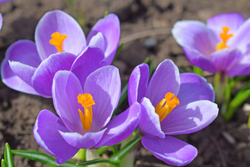 Beautiful first spring flowers crocuses bloom under bright sunlight.