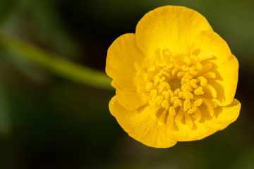 Yellow flower close-up