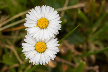 Obraz premium White daisy flower close-up