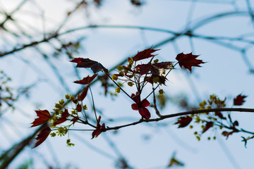 Flowering tree branches background against blue sky