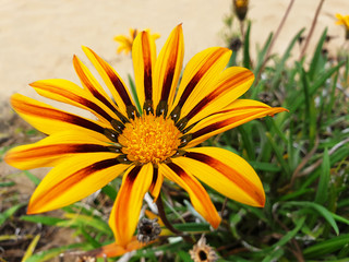 Close up of yellow and orange flower Gazania rigens.
