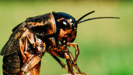 Cricket Close Up
