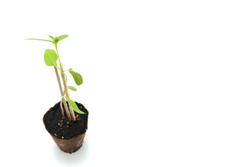 Large sunflower with green leaves in a brown nursery pot with dark soil supported by wooden sticks on a white background