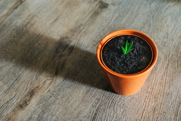 A small young green plant growing in a flower pot on a wooden background - aloe vera