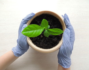 Green plant in the pot
