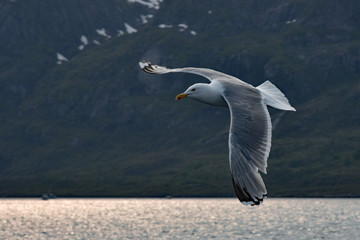 Fototapeta na wymiar Gull in flight