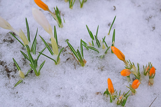 Yellow crocuses grow in the garden under the snow on a Sunny spring day. Panorama with beautiful Petrosani brilliant sparkling background.