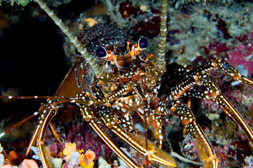 fresh lobster on ice