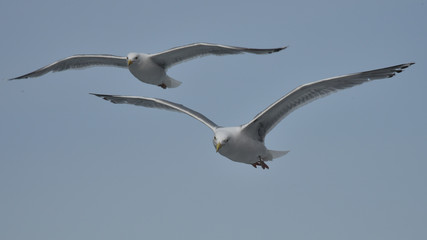 Gulls in flight