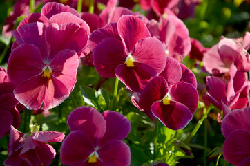 pansies beautiful pink flowers on a flowerbed in the garden  in spring 