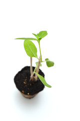 Large sunflower with green leaves in a brown nursery pot with dark soil supported by wooden sticks on a white background
