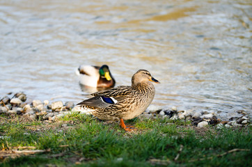 Zwei Enden am Ufer in der Abendsonne