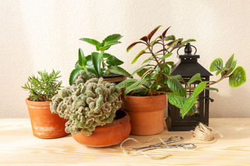 Home gardening. Potted green plants on the wooden table