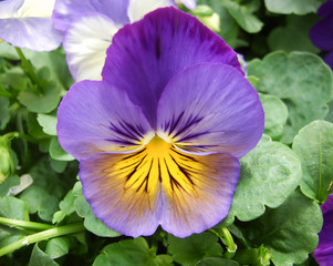 Blue and Yellow Flower Pansies closeup of colorful pansy flower