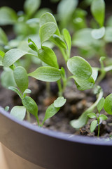 plant green nature close up herb