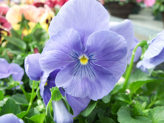 Blue Flower Pansies closeup of colorful pansy flower