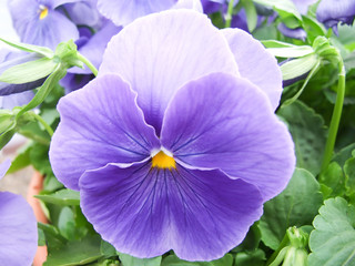Fototapeta na wymiar Blue Flower Pansies closeup of colorful pansy flower