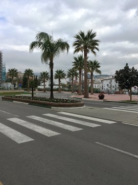 palm trees in barcelona spain