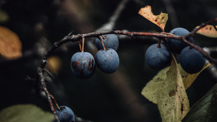 plums on the tree