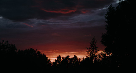 sunset in the forest