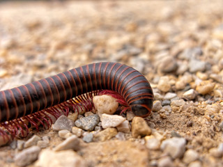 Millipede on Trail