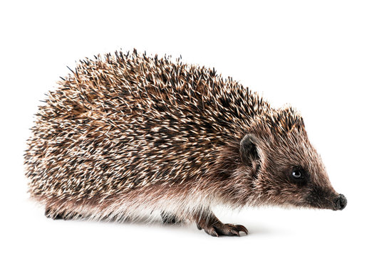 Hedgehog close-up on a white background. Isolated