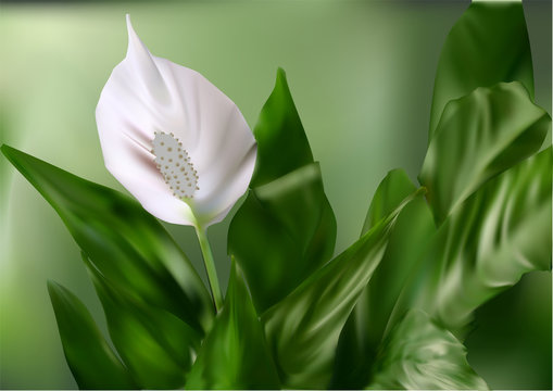 flower white  anturium