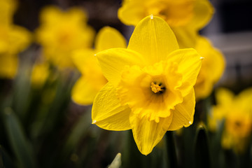 A single Daffodil shines with bright yellow petals in a spring garden in Germantown, Wisconsin