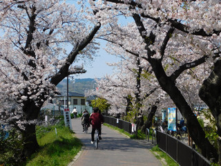 芥川沿いの遊歩道と桜並木(大阪府高槻市)