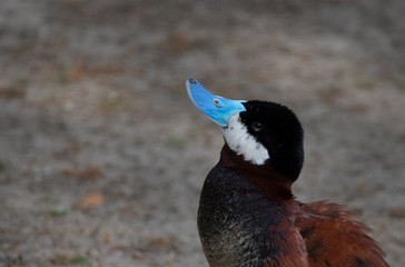 Ducks Playing Around