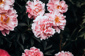 pink and white flowers
