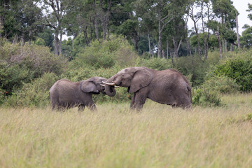 elephant confrontation