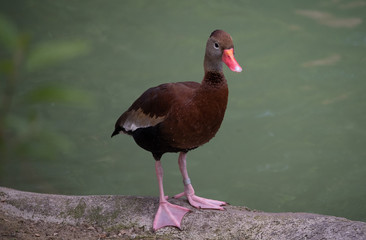 Ducks Playing Around