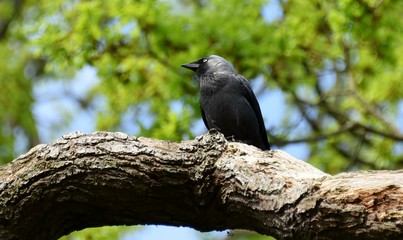 nonchalant bird perches up high 
