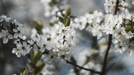 spring flowers 