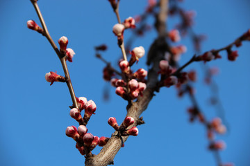 Beautiful spring flowering apricot trees branches on the background of the blue blue sky. Natural spring flowers background. Hd floral wallpapers for desktop.