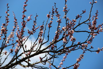 Beautiful spring flowering apricot trees branches on the background of the blue blue sky. Natural spring flowers background. Hd floral wallpapers for desktop.