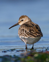 Dunlin, Calidris alpina, Standing On The Shoreline In The Water Looking Back Over Its Shoulder. Taken at Stanpit Marsh UK