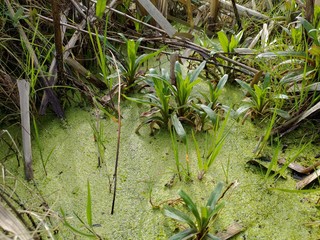 swamp river grass