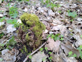 moss on the ground with leaves