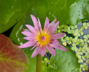 pink water lily
