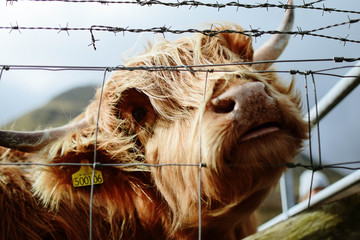 hairy coo I